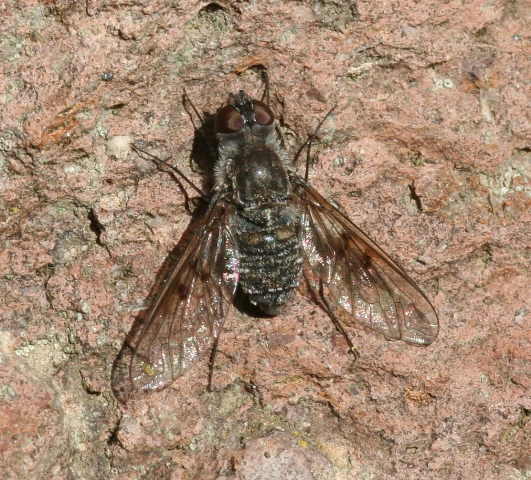 Insetti dalla Croazia: 10.Spogostylum tripunctatum (Bombyl.)